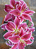 lily